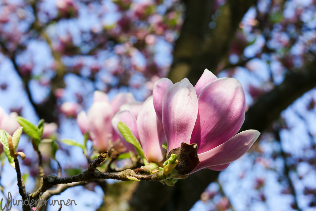 Hallo April! Vorfreude auf den Frühling - Wunderbrunnen - Foodblog - Fotografie