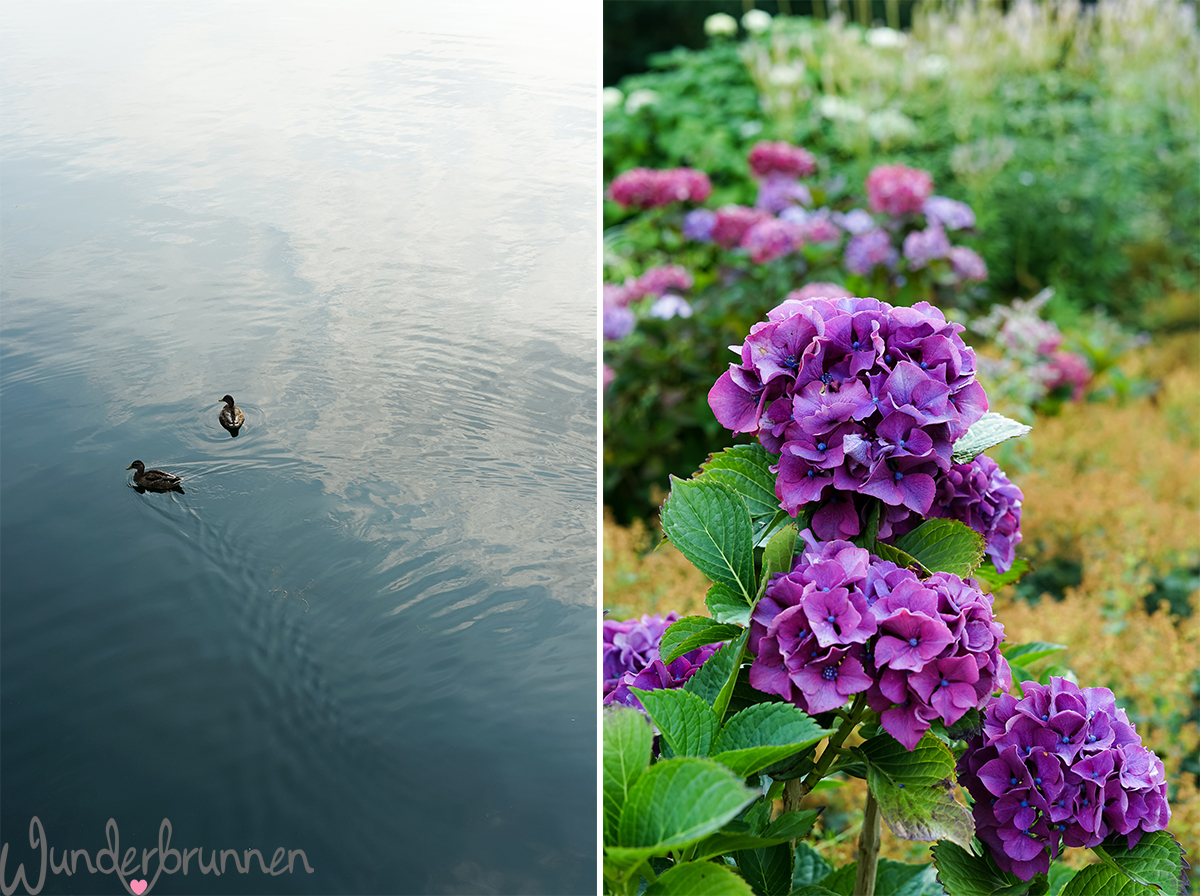 Hallo August! + Blumenliebe im Stadtpark Norderstedt - Wunderbrunnen - Foodblog - Fotografie